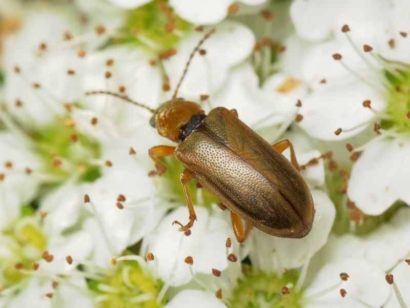 Orsodacne cerasi (Linnaeus, 1758)